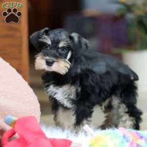 Noah, Miniature Schnauzer Puppy